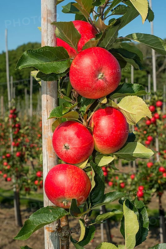 Apple plantation of Discovery apples in Oesterlen fruit district