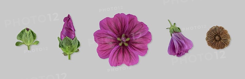 Moroccan wild mallow (Malva sylvestris subsp. subacaulis)