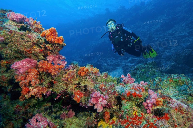 Diver looking at Soft corals (Alcyonacea) at the bottom of current channel