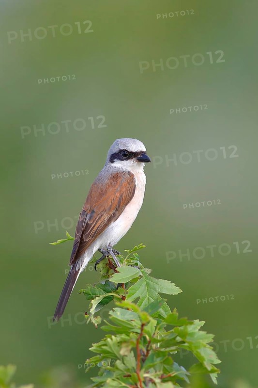 Red-backed Shrike (Canius collurio) male on perch