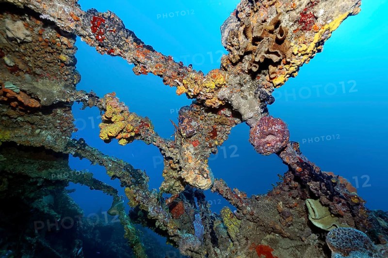 Various sponges encrusting frames over engine room