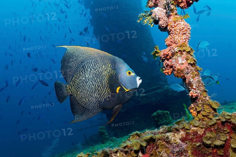 French Angelfish (Pomacanthus paru) swimming around shipwreck
