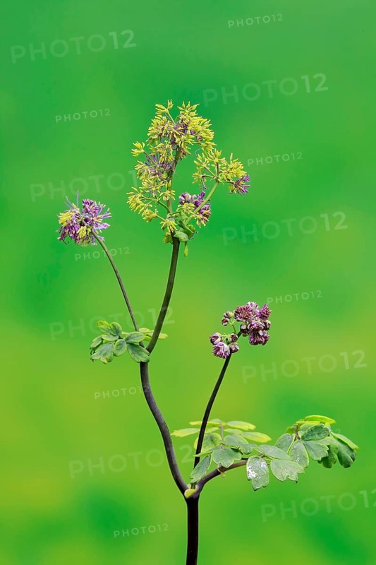 Columbine greater meadow rue (Thalictrum aquilegiifolium)