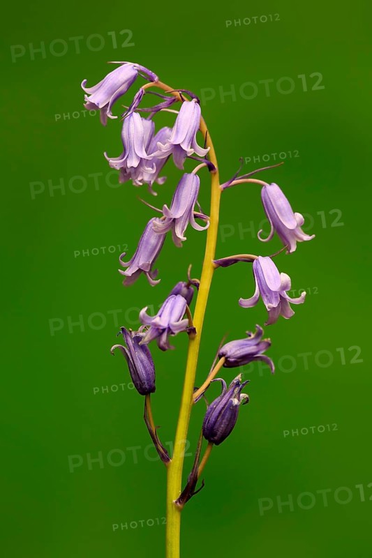 Spanish bluebell (Hyacinthoides hispanica)