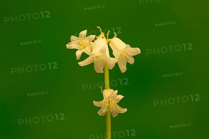 Spanish bluebell (Hyacinthoides hispanica)