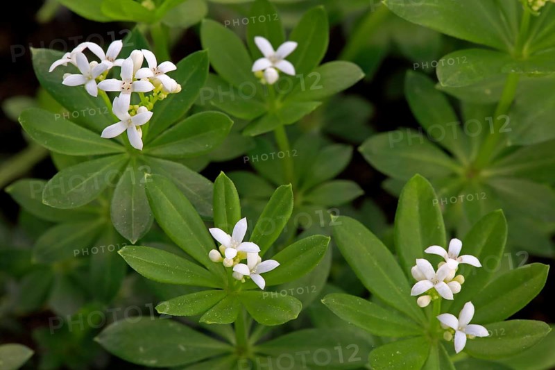 Woodruff (Asperula odorata)