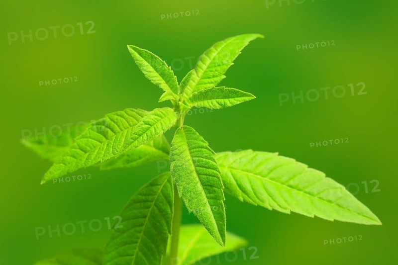 Lemon verbena (Aloysia triphylla)
