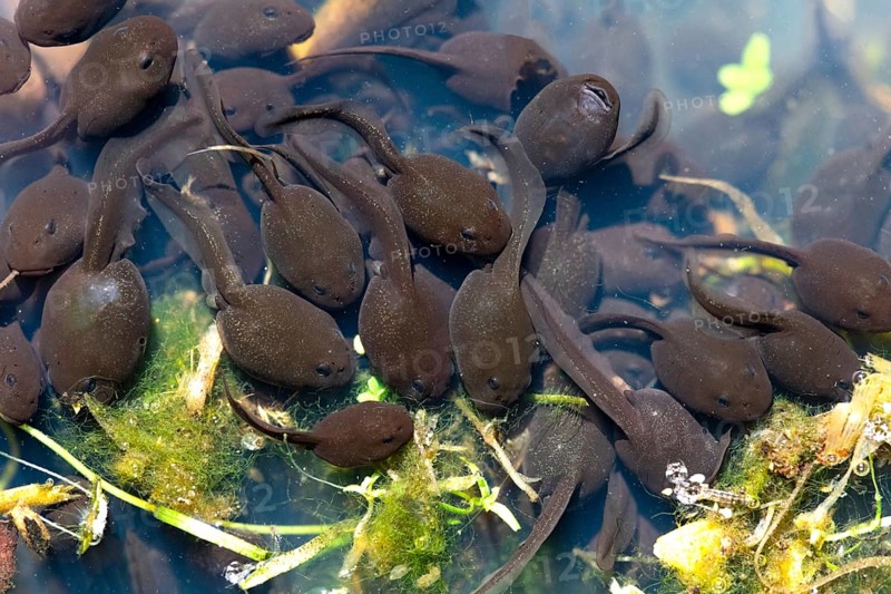 Common toad (Bufo bufo)