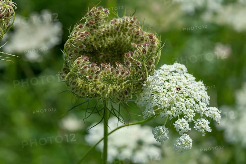 Flower and seed stand of the wild carrot