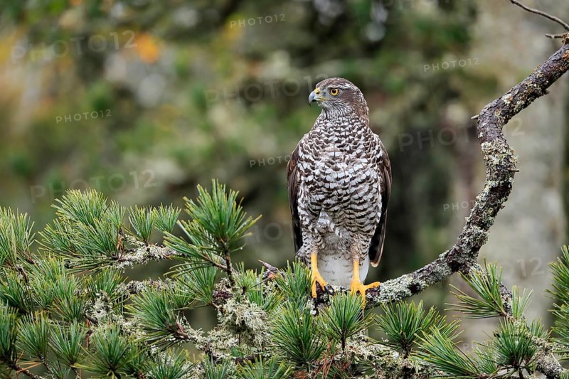 Northern goshawk (Accipiter gentilis)