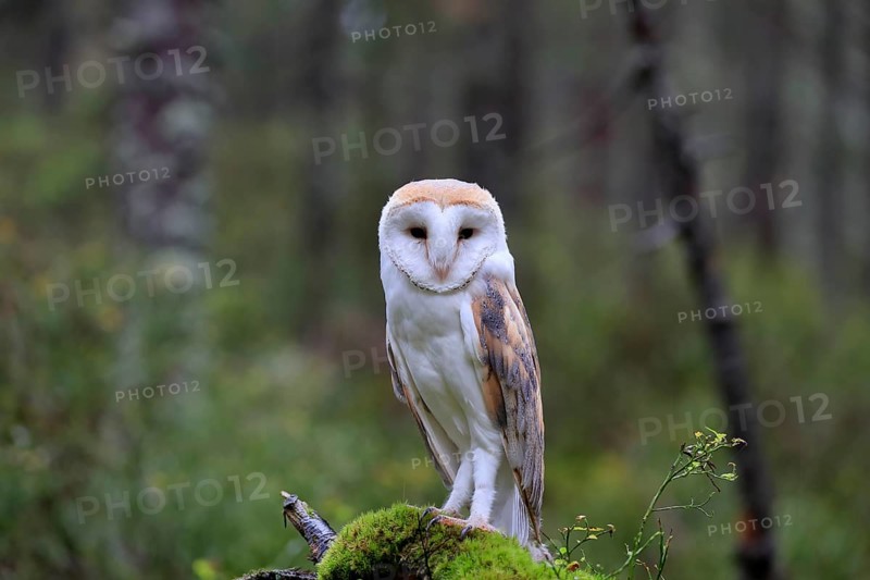 Common barn owl (Tyto alba)