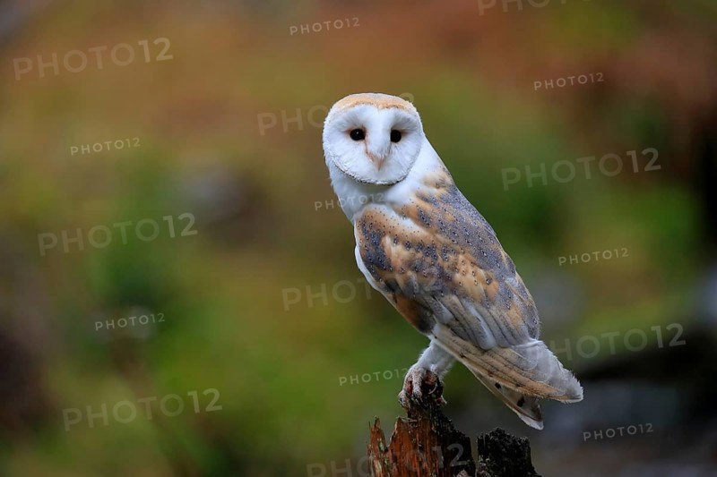 Common barn owl (Tyto alba)