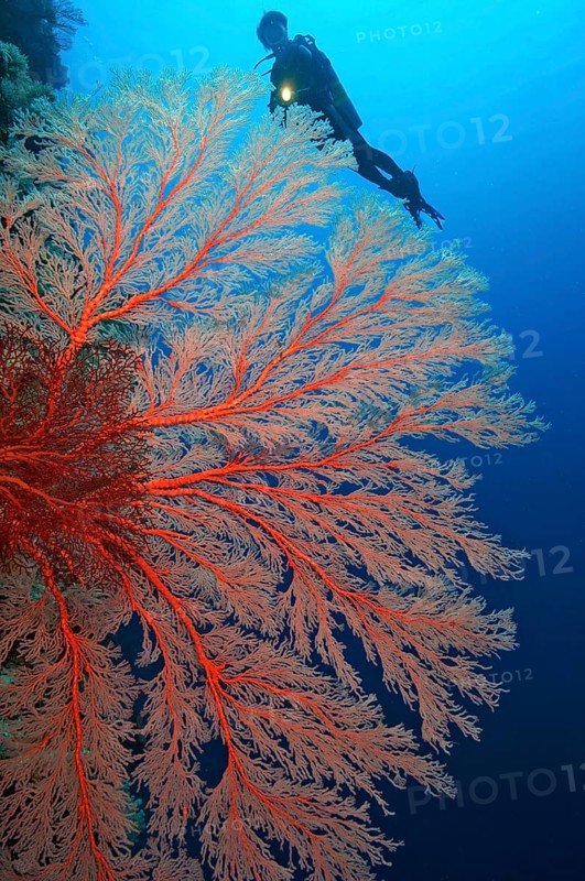 Red knotted fan coral (Melithaea ochracea) on steep wall of coral reef