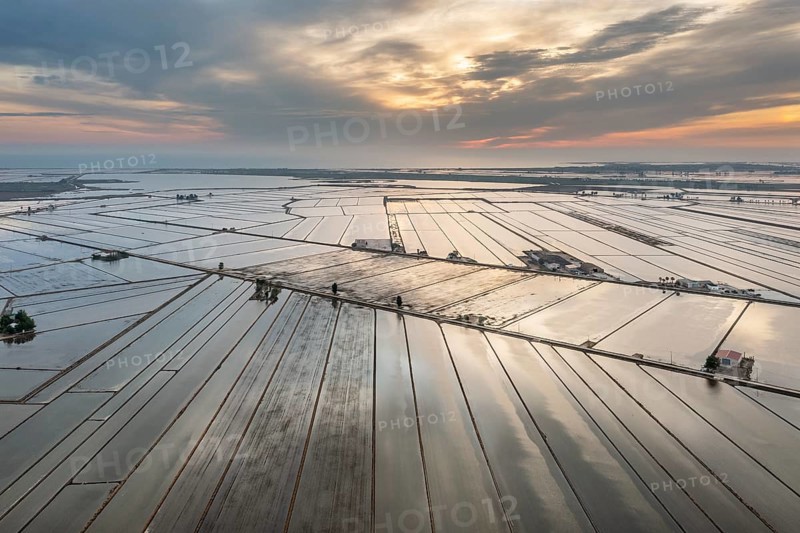 Flooded rice fields in May at daybreak