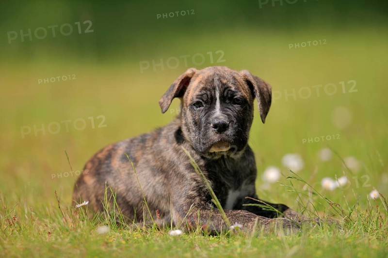 Cane Corso Boxer mix Domestic dog (Canis lupus familiaris)