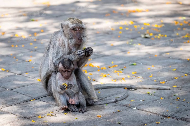 Crab eating macaque (Macaca fascicularis) or Javan monkey
