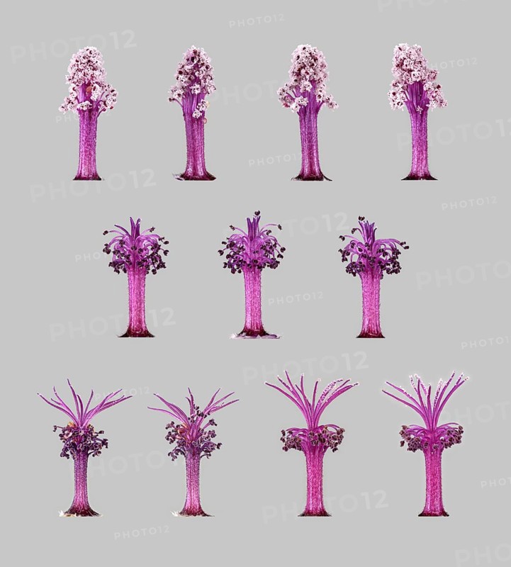 Moroccan wild mallow (Malva sylvestris subsp. subacaulis)