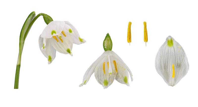Spring snowflake (Leucojum vernum)