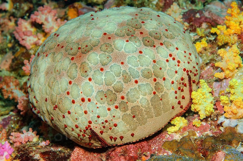 Spiny cushion star (Culcita novaeguineae)