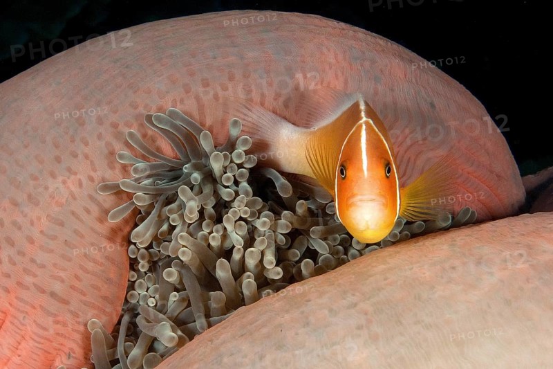 Pink skunk clownfish (Amphiprion perideraion)