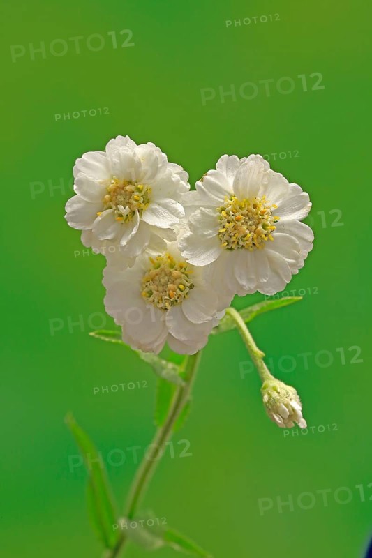 Fine leaved water dropwort (Oenanthe aquatica)