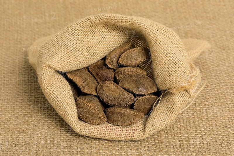Brazil nut (Bertholletia excelsa)