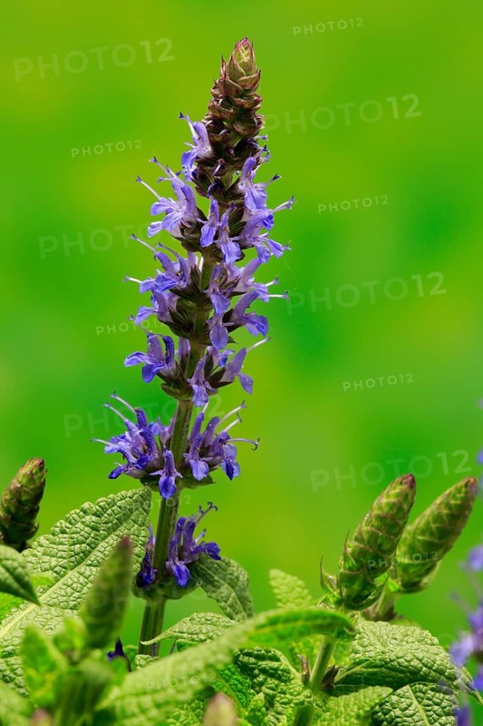 Woodland sage (Salvia nemorosa)