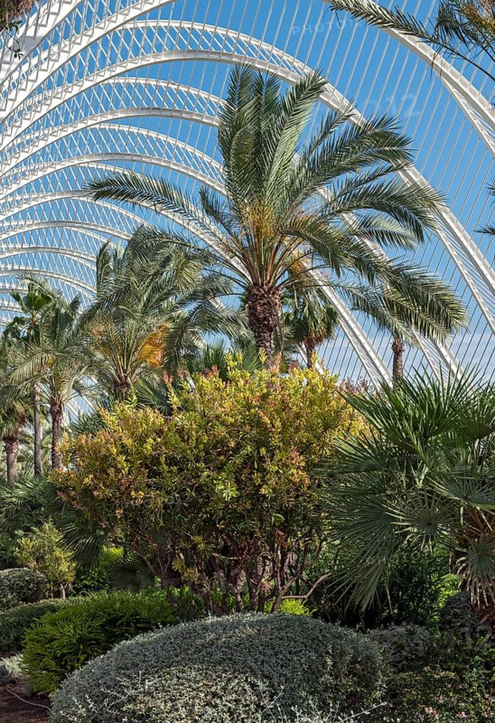 Plants at The Umbracle