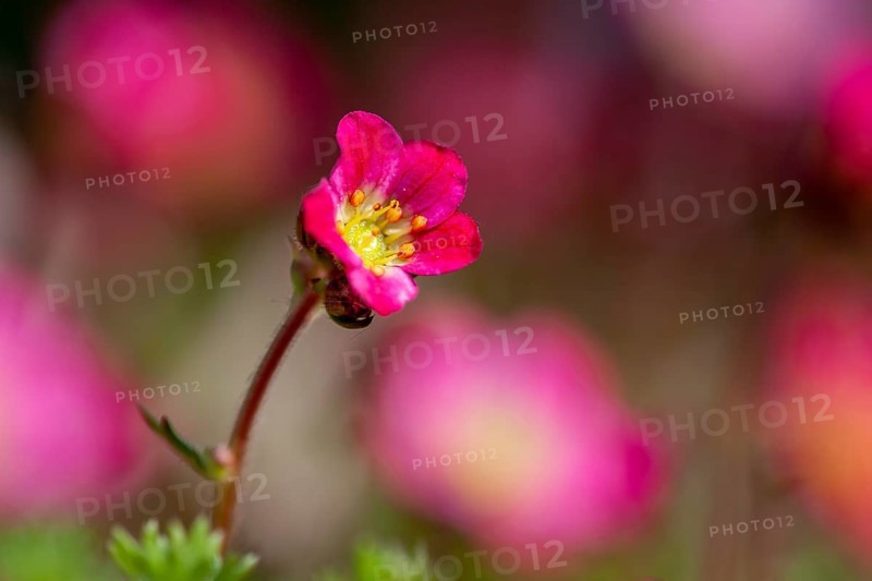 Flowering moss saxifrage