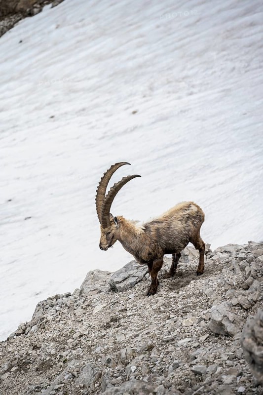Alpine Ibex (Capra ibex) on a snow field
