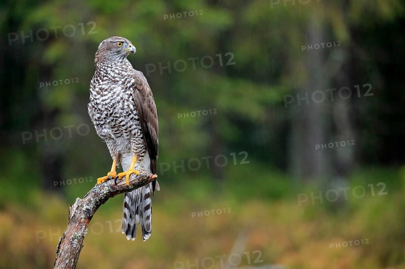 Northern goshawk (Accipiter gentilis)