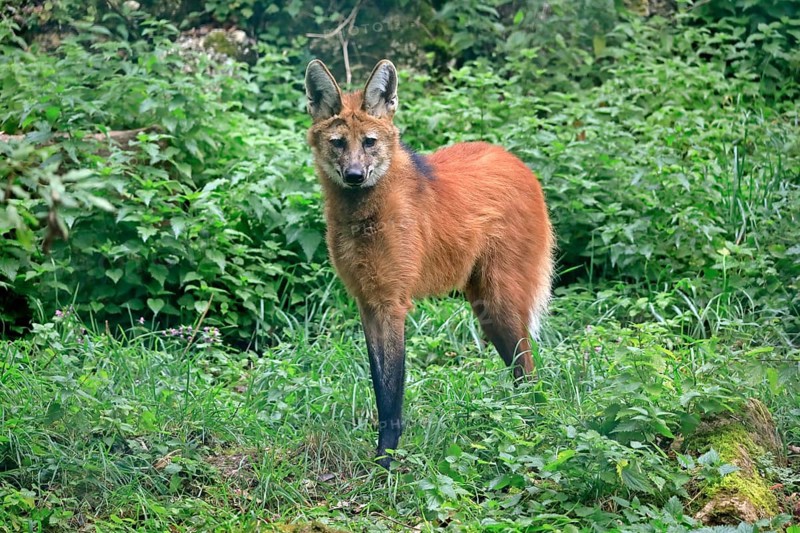 Maned wolf (Chrysocyon brachyurus)