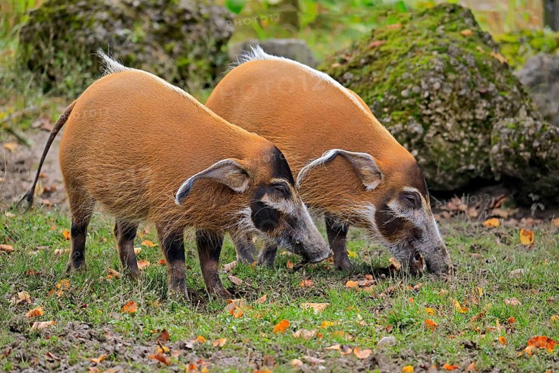 Brush-eared pig (Potamochoerus porcus pictu)