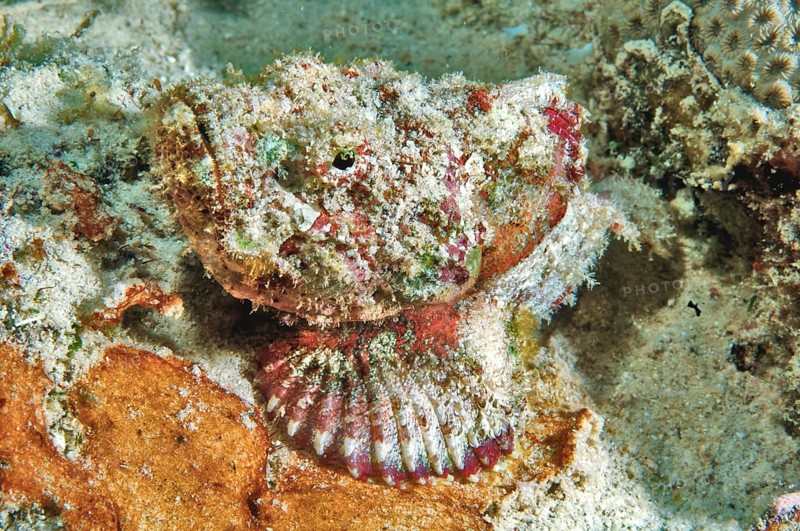 False stonefish (Scorpaenopsis diabolus)