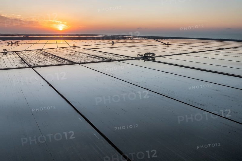 Flooded rice fields in May at sunrise