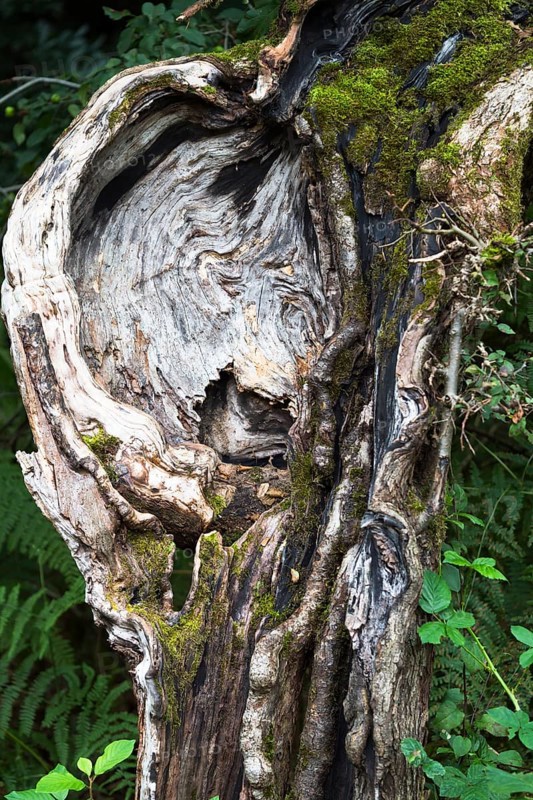 Face-like growth on an old trunk of a crab apple (Malus sylvestris) tree