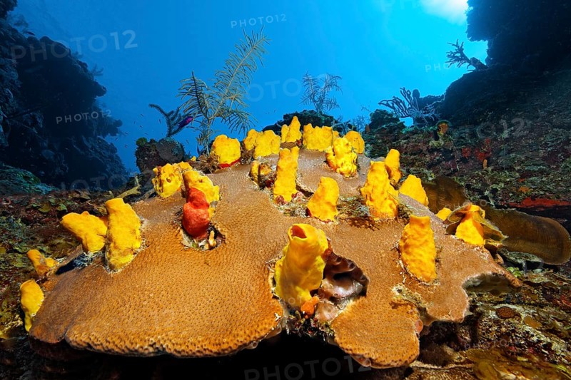 Yellow boring sponge (Siphonodictyon coralliphagum) on Massive Starlet Coral (Siderastrea siderastrea)