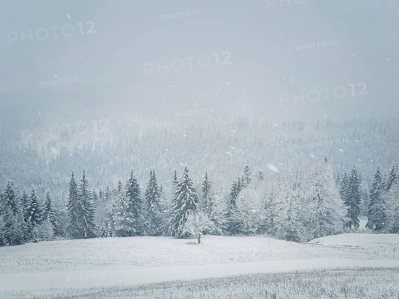 Winter snowfall landscape in Carpathian mountains. Wonderful idyllic snowing scene with a bench under a lone tree in front of a coniferous forest under snow. Foggy white woodland sceneryin Bukovel