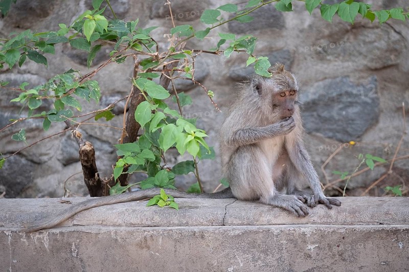 Crab eating macaque (Macaca fascicularis) or Javan monkey