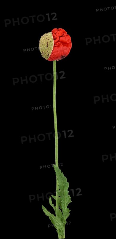 Poppy flowers (Papaver rhoeas)