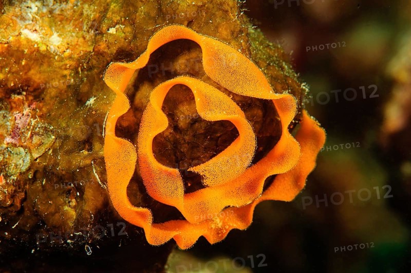 Clutches of marine nudibranch (Halgerda malesso)