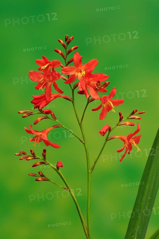 Montbretia (Crocosmia x crocosmiiflora)