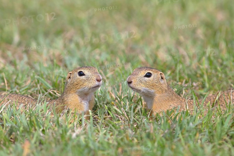 Two European ground squirrel (Spermophilus citellus)