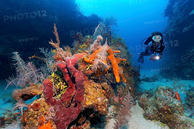 Diver swimming through reef cut and looking at patch reef with various sponges and corals