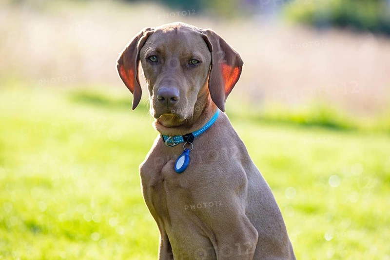 Vizsla puppy