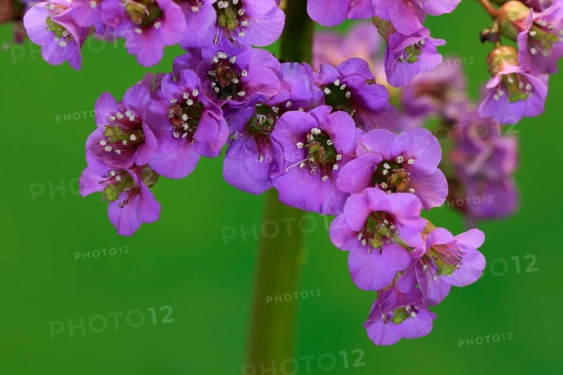 Bergenia