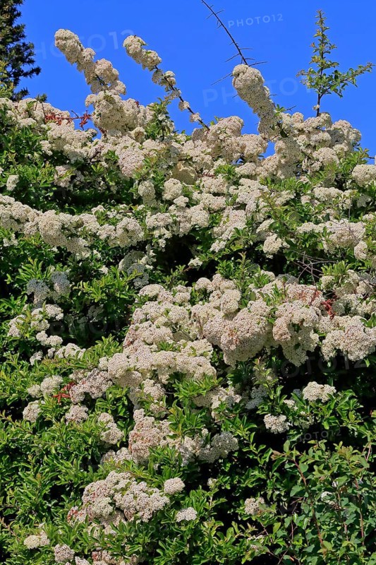 Scarlet firethorn (Pyracantha coccinea)