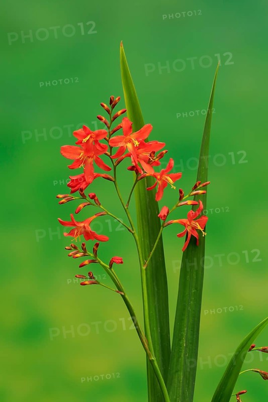 Montbretia (Crocosmia x crocosmiiflora)