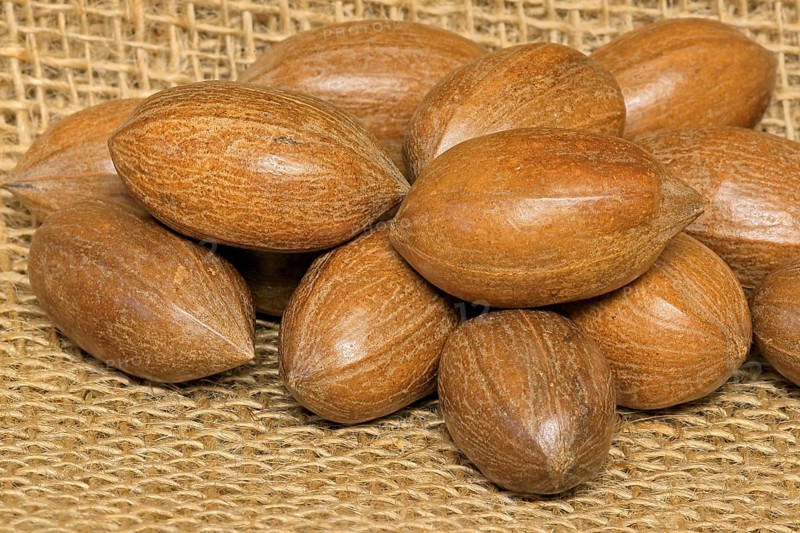 Pecan (Carya illinoinensis)