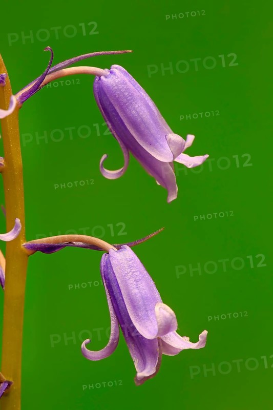 Spanish bluebell (Hyacinthoides hispanica)